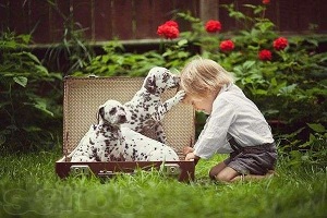 аренда животных