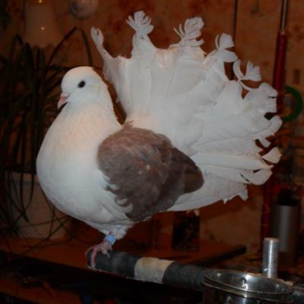 Павлиний голубь