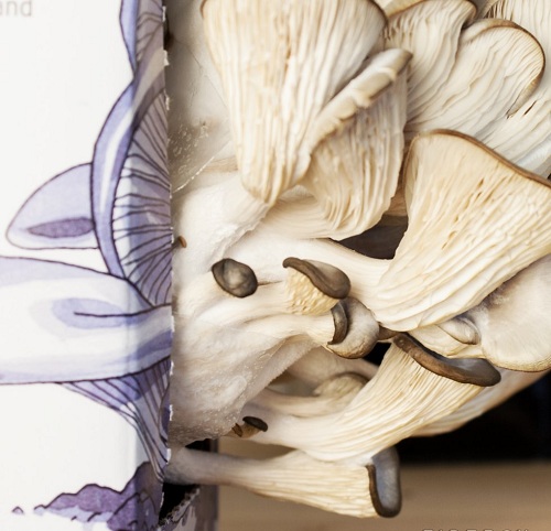 грибы в коробке