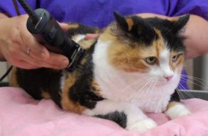 Стрижка кошек