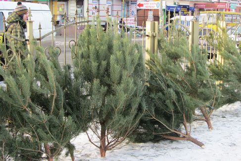 елки на базаре