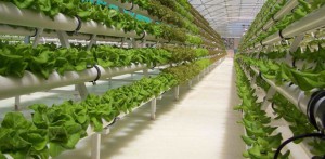 Экологический бизнес - гидропоника