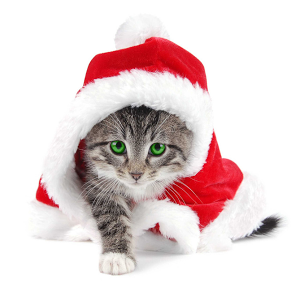 кот в костюме