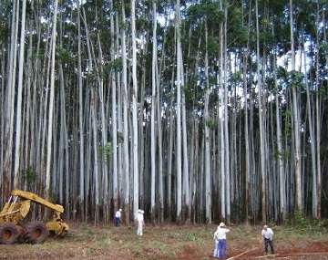 леса бразилии