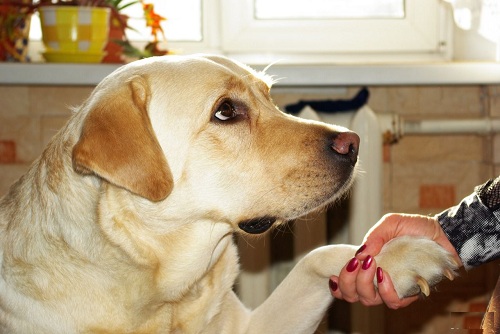 няня для собаки