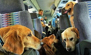 перевозка животных