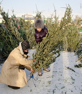 продажа елок