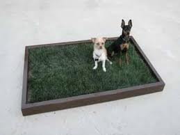 туалет для собак