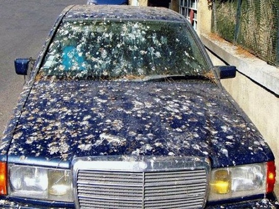 уборка птичьего кала