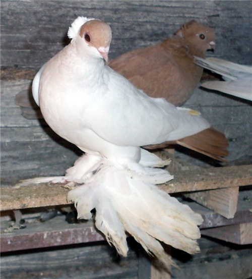 Голубь породы "Уральский монах"