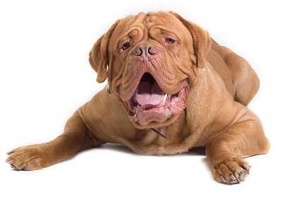 услуги фотографирования собак