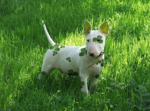 Стрижка собак