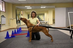 фитнес для животных