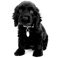 фотосессия для собак