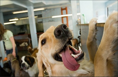 центр ухода за собаками