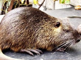 Как открыть бизнес на разведении нутрий?