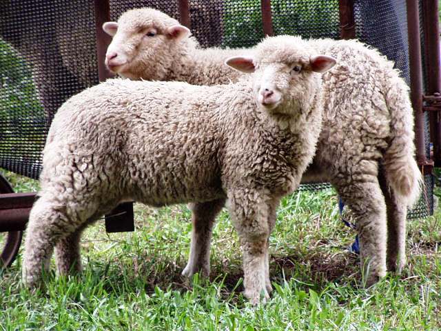 Как открыть бизнес на баранах?