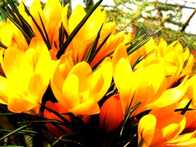 Открываем цветочный магазин