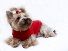 Инструкция по открытию салона для животных. Как открыть салон для животных?