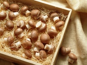 Бизнес план "Грибоводство"