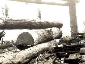 Продажа затонувших бревен