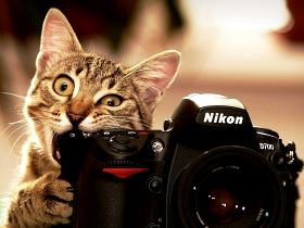 Кот и камера