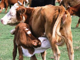 Корова с теленком