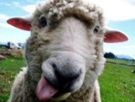 Как открыть бизнес на баранах?