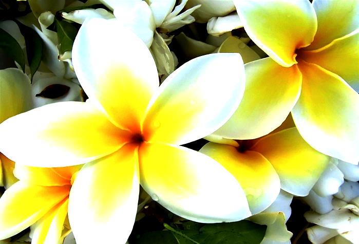 Открываем цветочный магазин