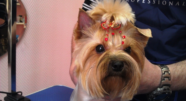 Что еще нужно, чтобы открыть салон для животных? Что нужно, чтобы открыть салон для животных?