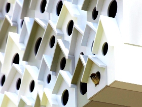 Дом для престарелых кур