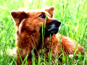 Велосипедное седло для собак