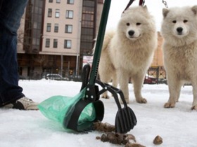 Бизнес на уборке собачьих фекалий