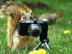 Белка, фото