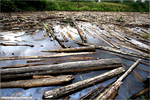 Продажа затонувших бревен