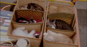 Кошка напрокат