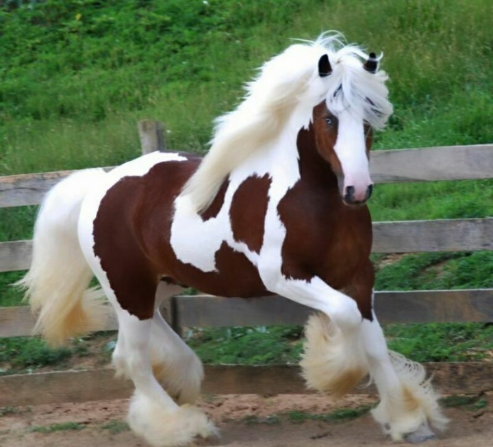 Разведение лошадей на личной конюшне