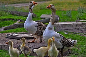 zhivotnye-gusi-ptency-629662