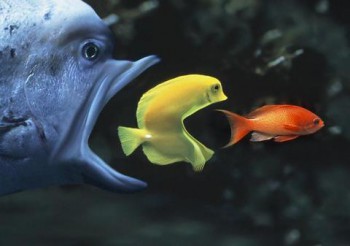 конгломерат