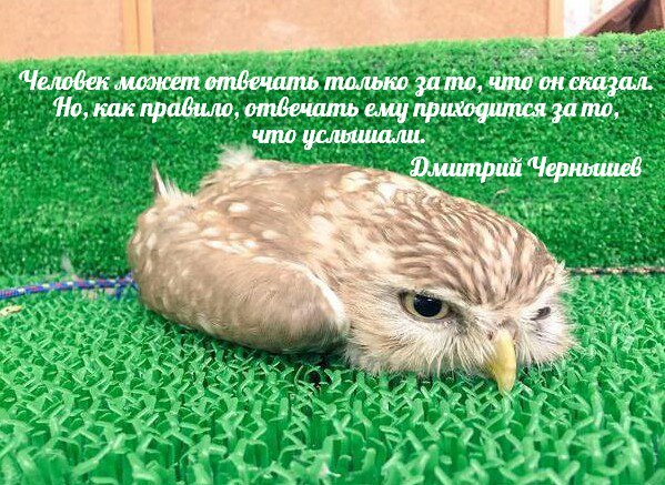 Цитата из книги