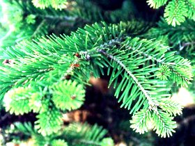 Елочные базары