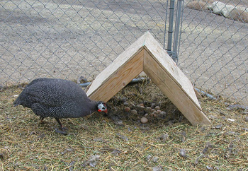 Как открыть бизнес на разведении и выращивании цесарок? Пошаговая инструкция