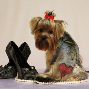 Как заработать на груминге