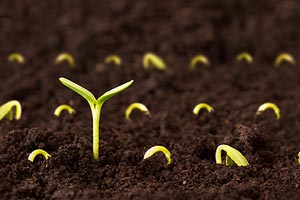 Как открыть бизнес по выращиванию и продаже рассады? Готовый бизнес-план по выращиванию и продаже рассады Как открыть бизнес по выращиванию и продаже рассады? Готовый бизнес-план по выращиванию и продаже рассады