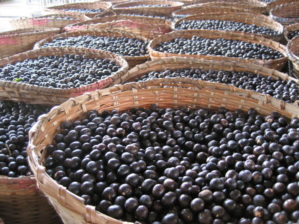 Новшеством является использование ягод и грибов в лекарственных целях