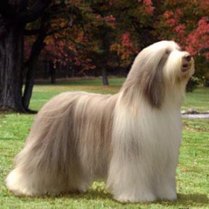 Стрижка животных