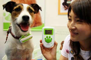 Переводчик с собачьего на японский