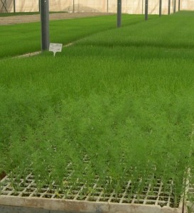 Выращивание свежей зелени укропа