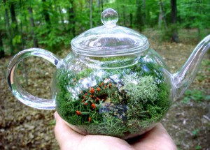 Домашний миниатюрный сад