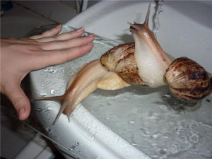 Салон красоты для улиток и свиней